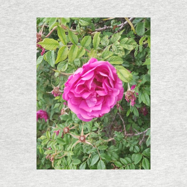 Deep pink roses on a shrub. by Kim-Pratt